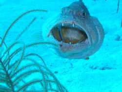 Cleaning station in cayman brac taken with the olympus c-... by Scott Sternlieb 